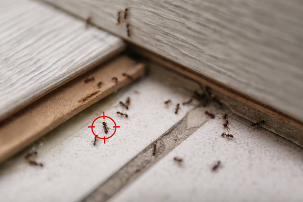 Best Pest Control Near Me  in Bushyhead, OK