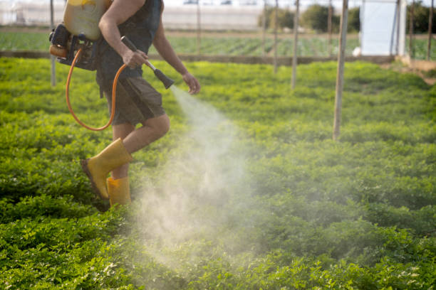 Best Affordable Pest Control Services  in Bushyhead, OK