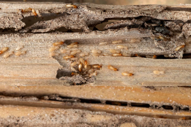 Best Pest Removal Services  in Bushyhead, OK
